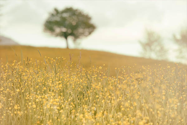 Field with a tree